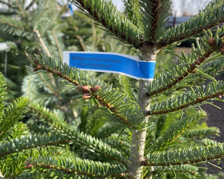 Jak na ekologickou likvidaci vánočního stromku